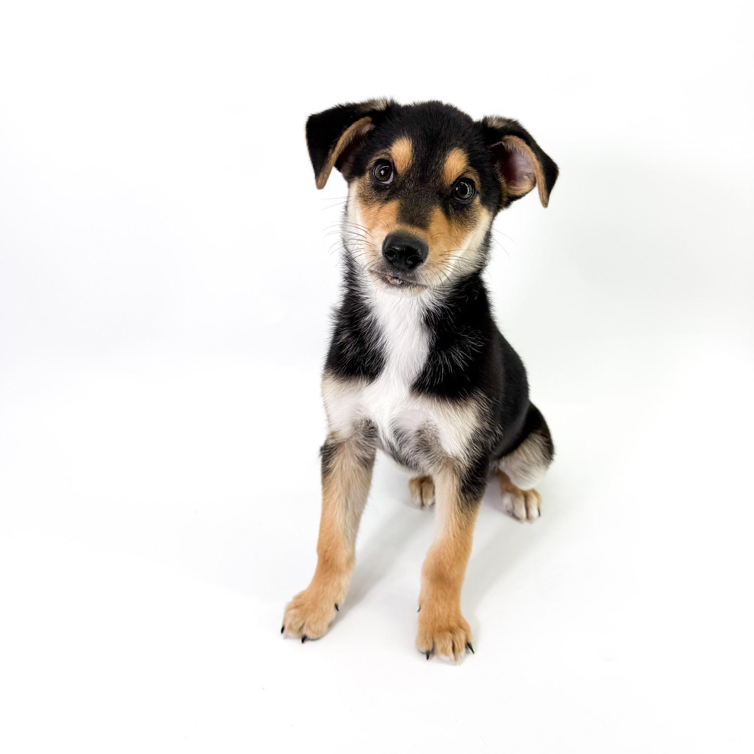 Enlarge Georgie, a ADOPTABLE mixed breed in Scottsdale, AZ image 2/4