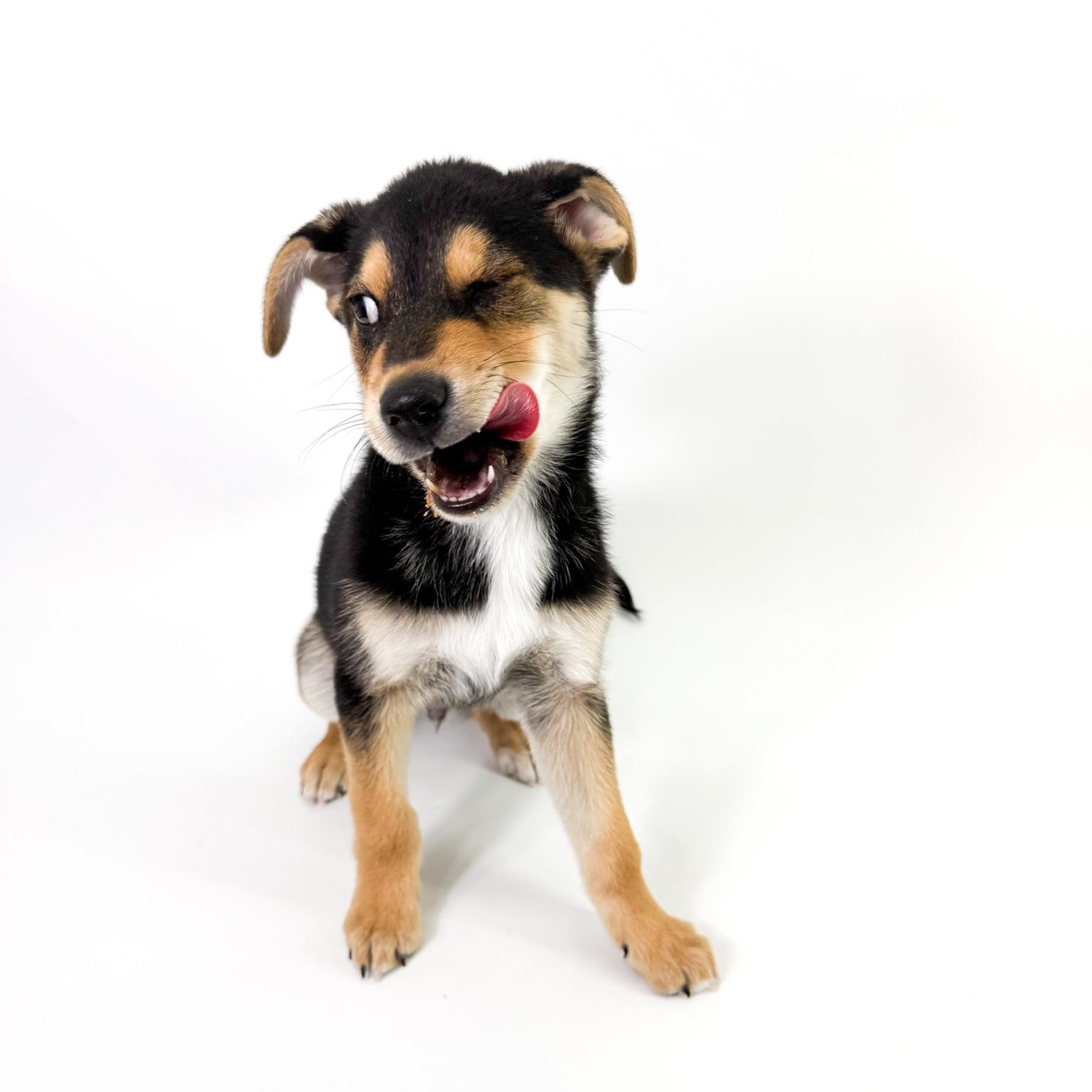 Enlarge Georgie, a ADOPTABLE mixed breed in Scottsdale, AZ image 4/4