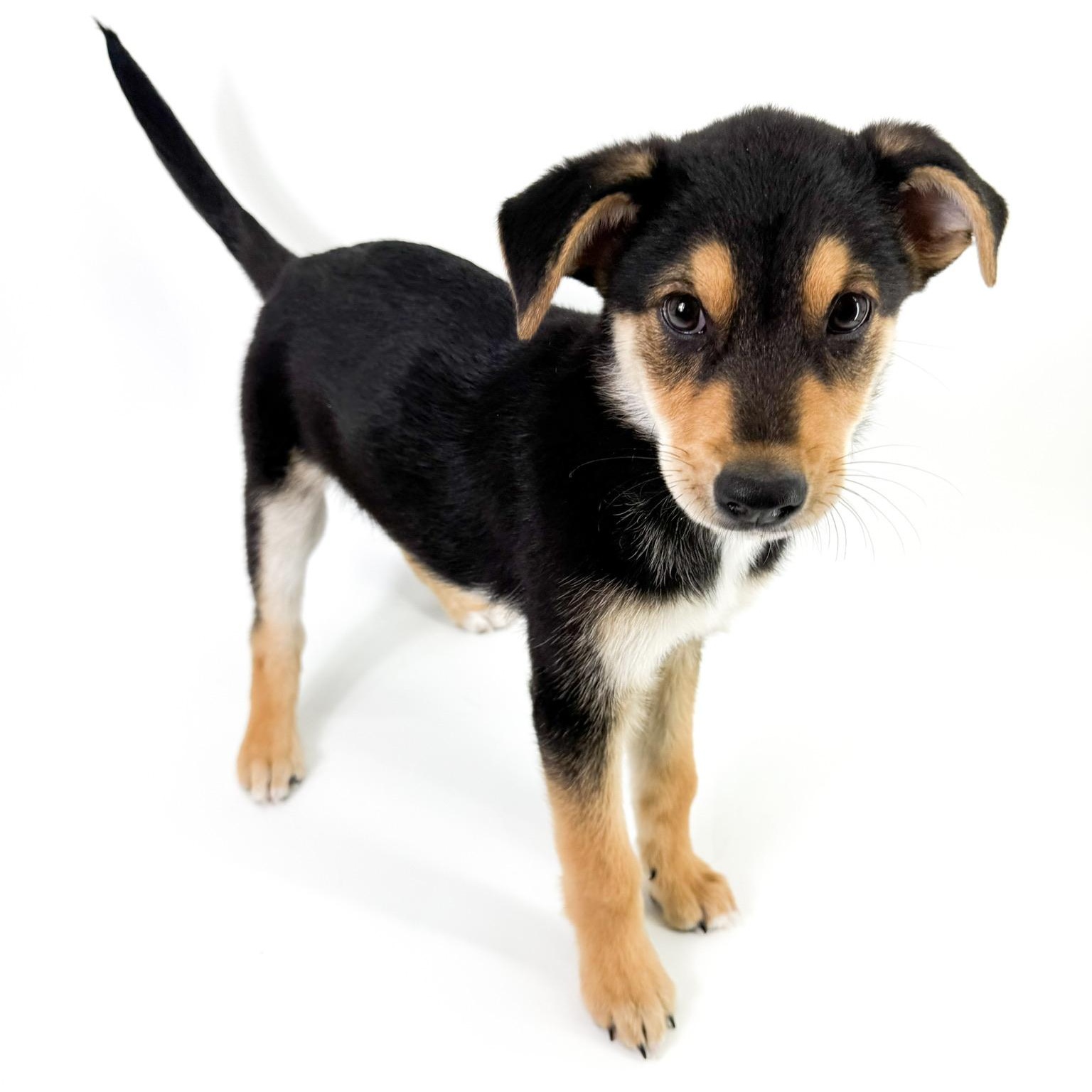 Enlarge Georgie, a ADOPTABLE mixed breed in Scottsdale, AZ image 3/4