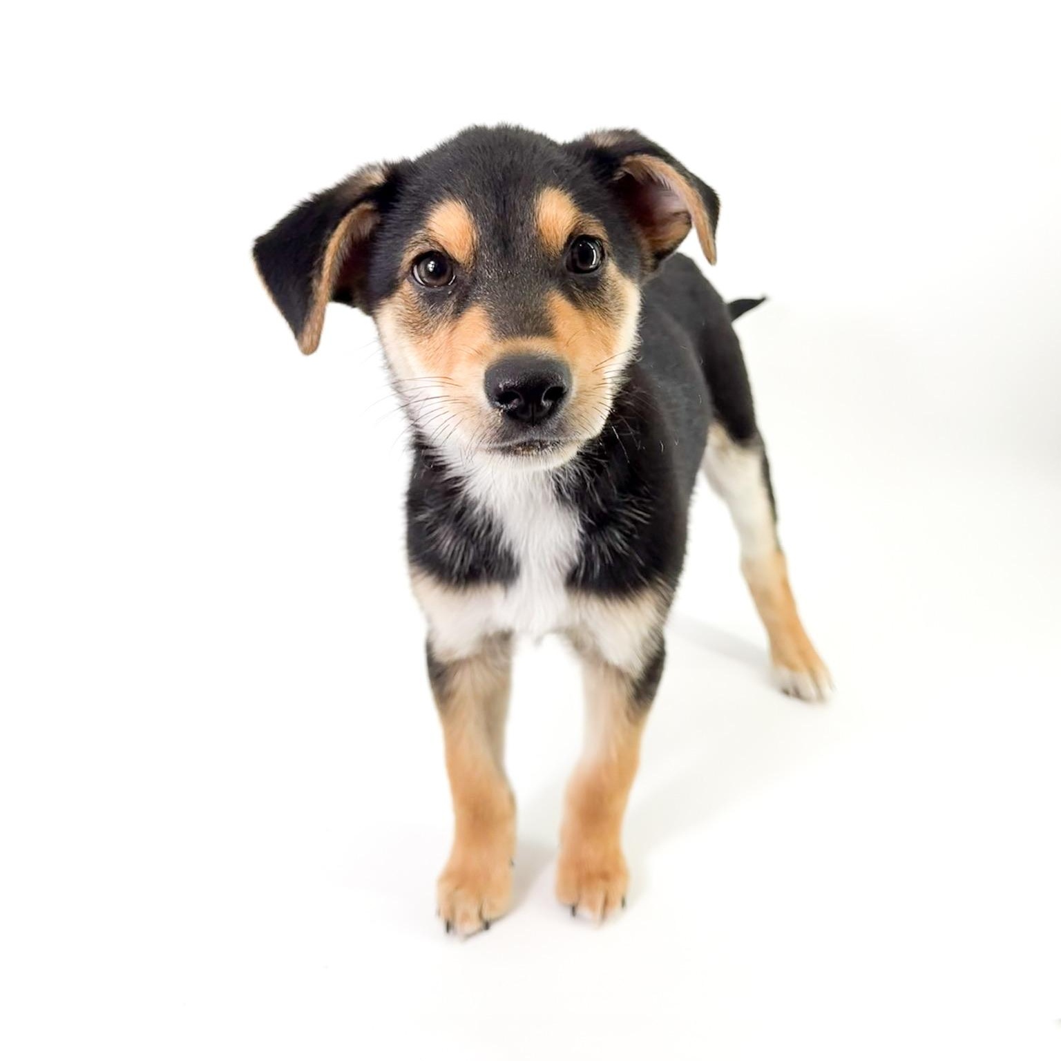 Georgie, ADOPTABLE, Puppy Male Shepherd.