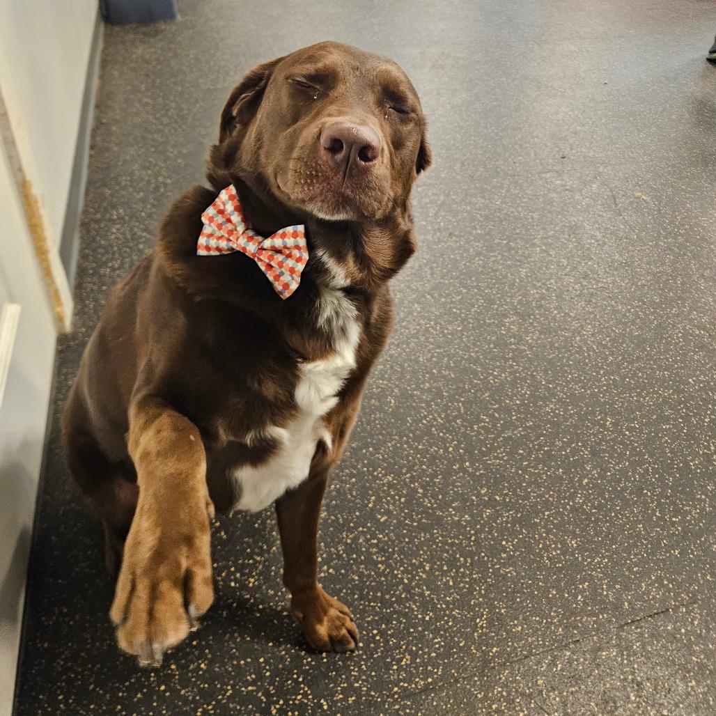 Elliot, Adoptable, Adult Male Chocolate Labrador Retriever & Mixed Breed.