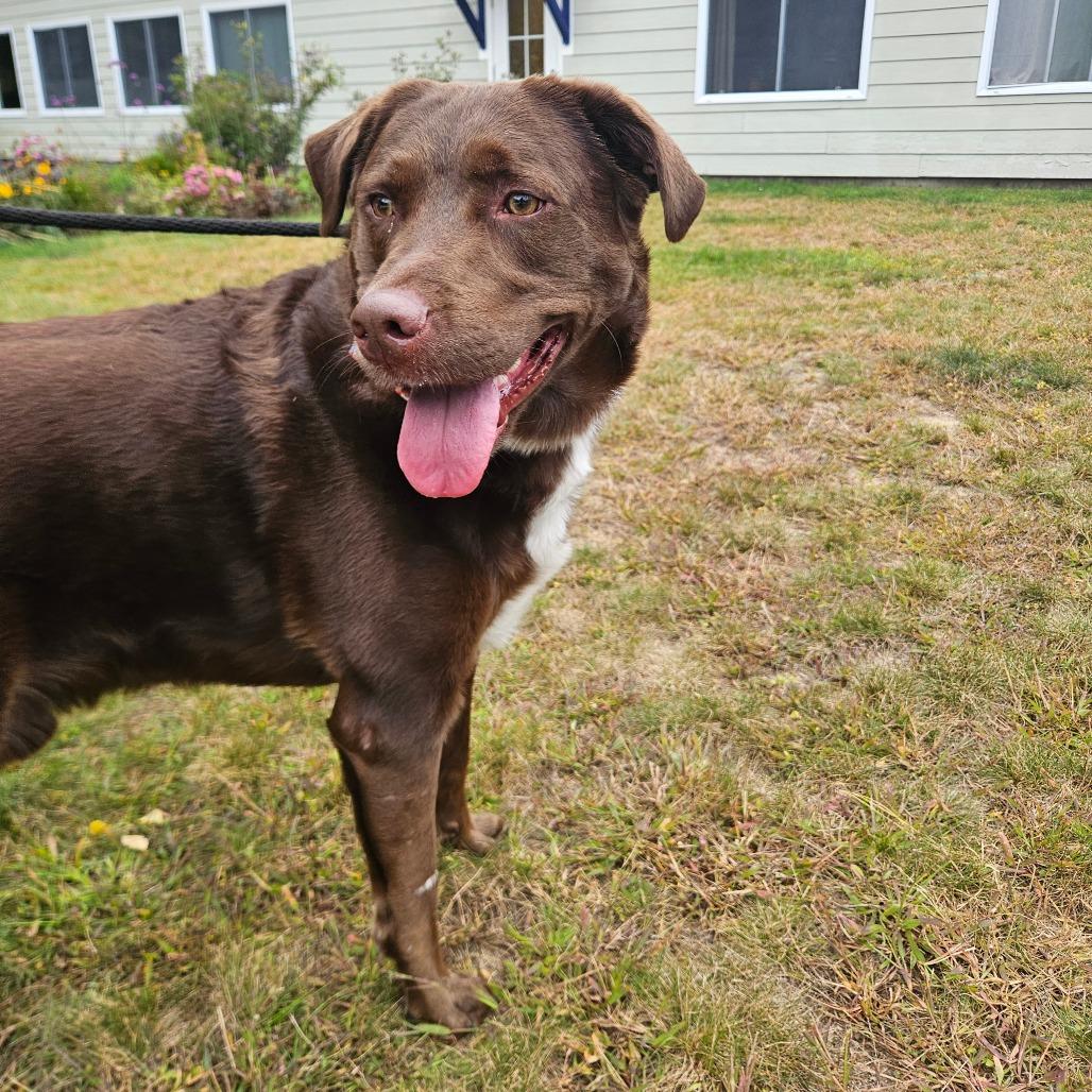 Enlarge Elliot, a Adoptable mixed breed in Conway, NH image 2/5
