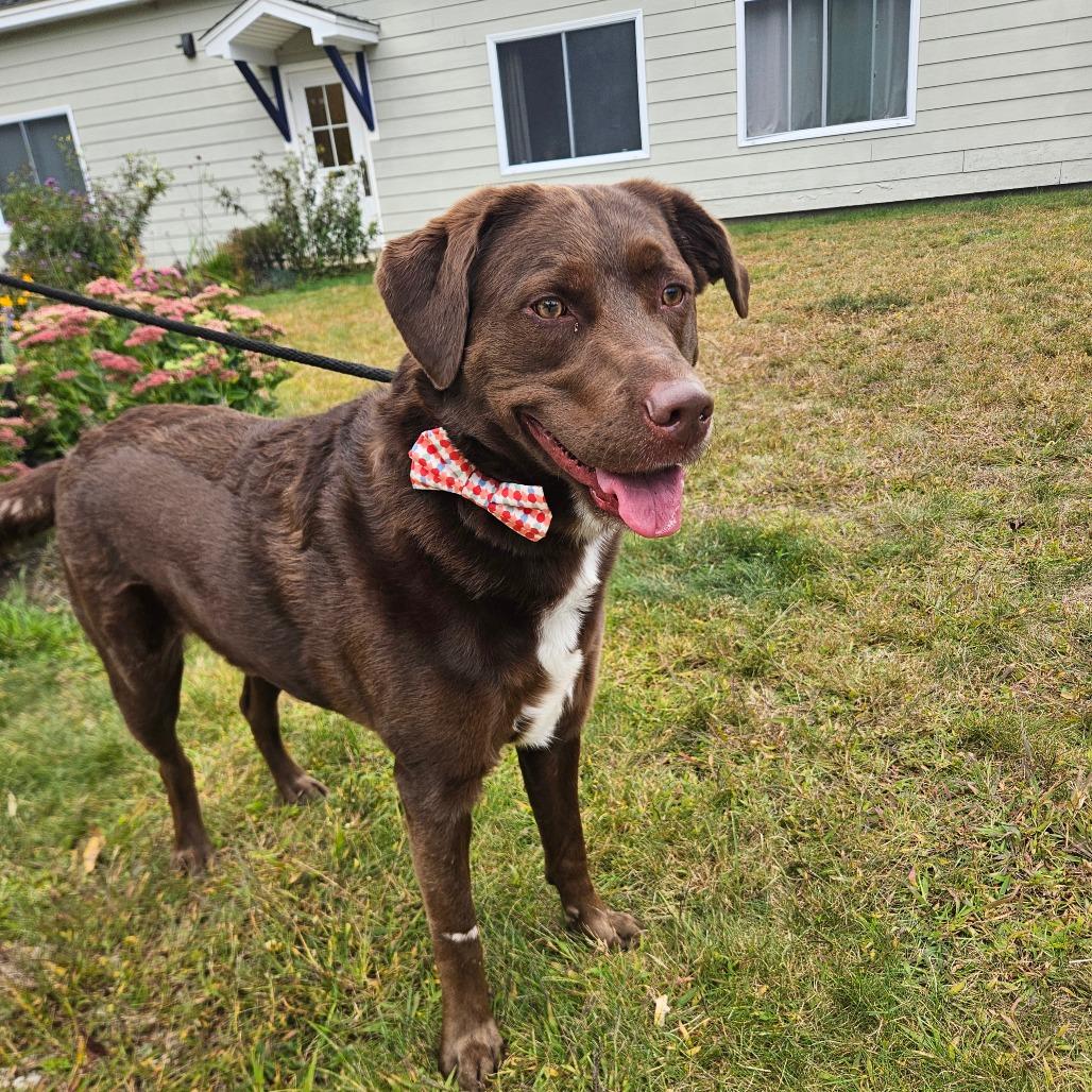 Enlarge Elliot, a Adoptable mixed breed in Conway, NH image 3/5