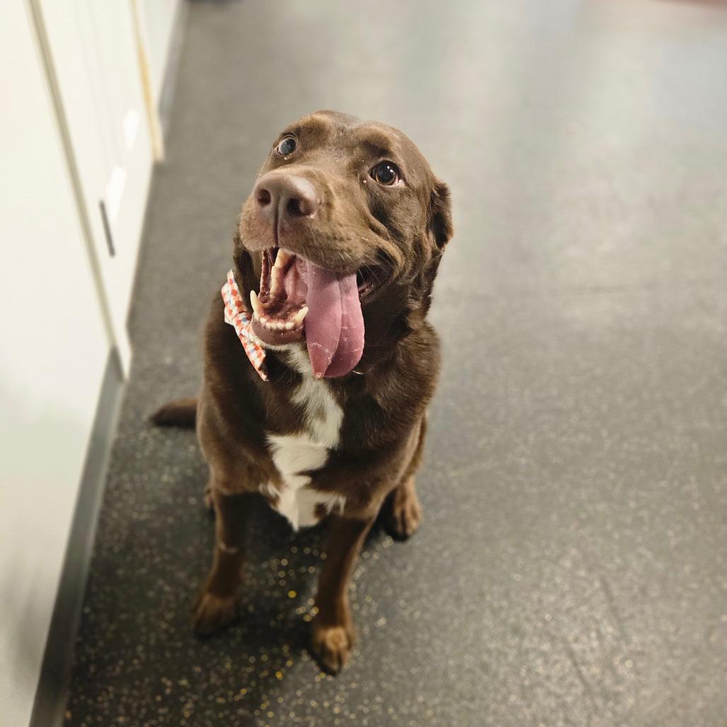 Enlarge Elliot, a Adoptable mixed breed in Conway, NH image 4/5