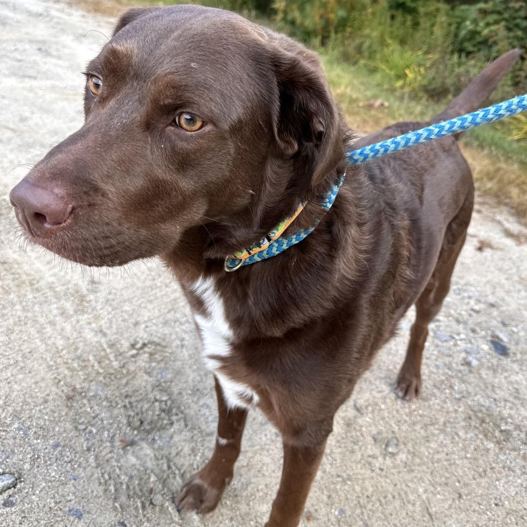 Enlarge Elliot, a Adoptable mixed breed in Conway, NH image 5/5