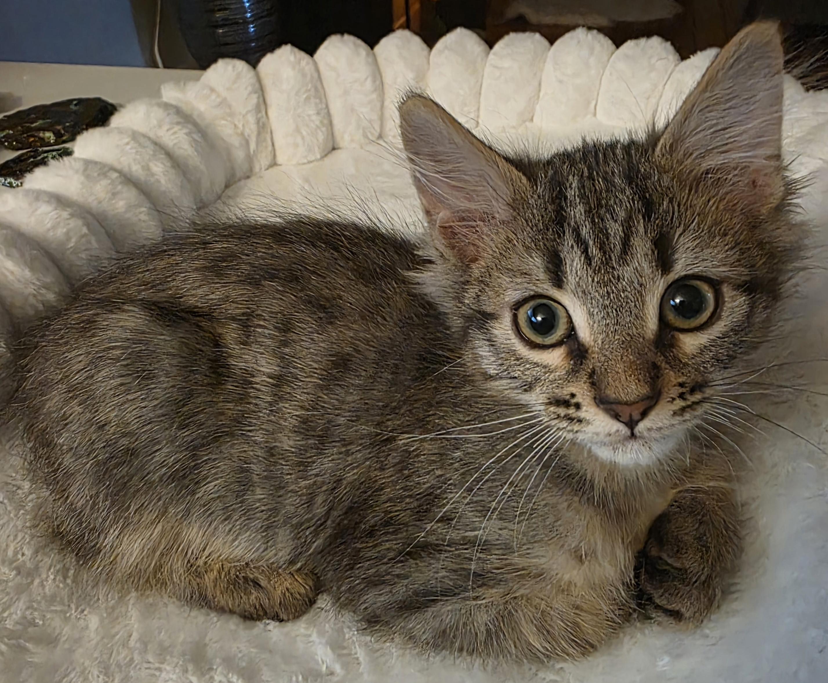 Gibbsite, adopted, Young Male Domestic Medium Hair.