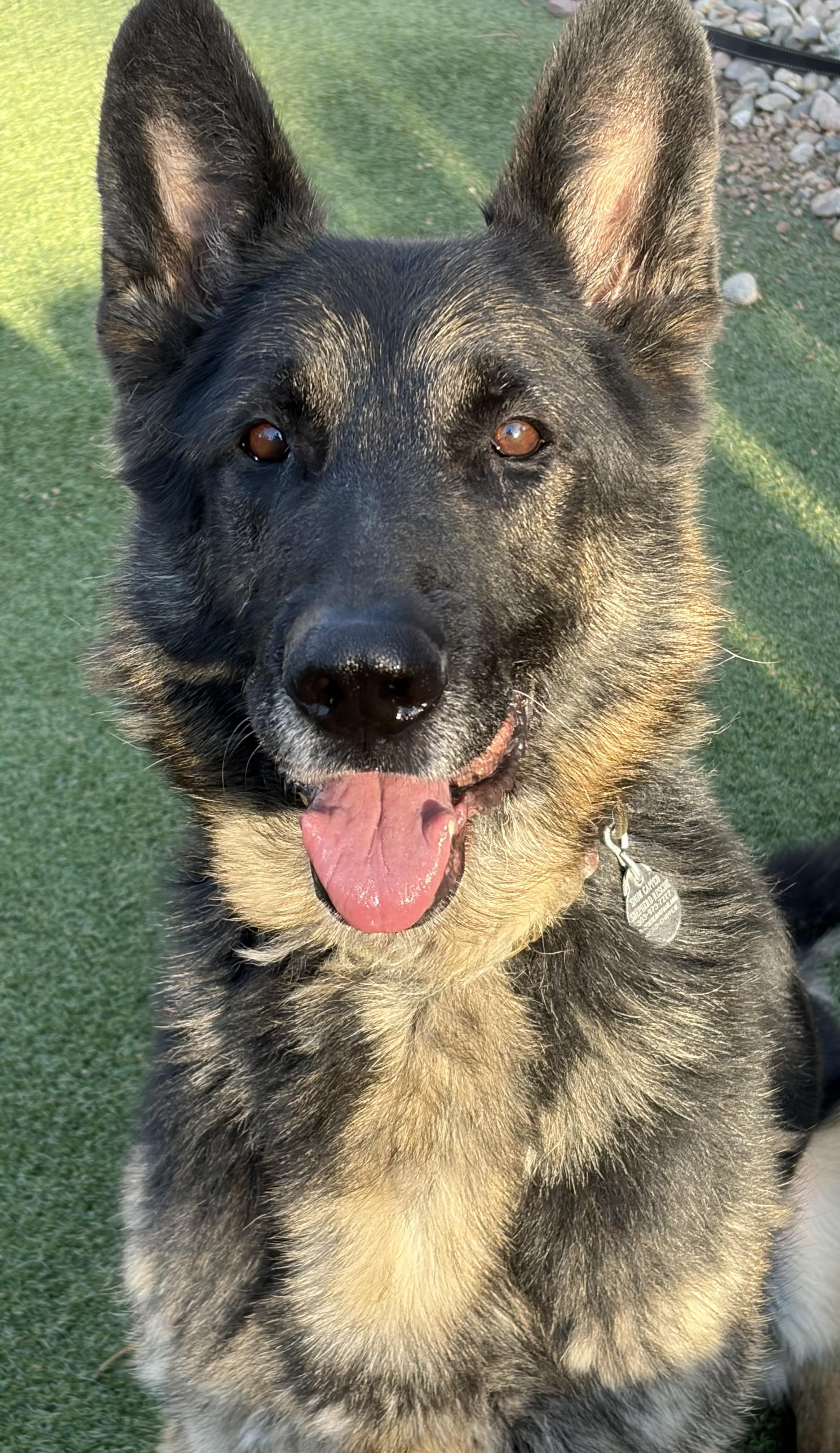 Enlarge Sammy, a ADOPTABLE German Shepherd Dog in Littleton, CO image 2/5