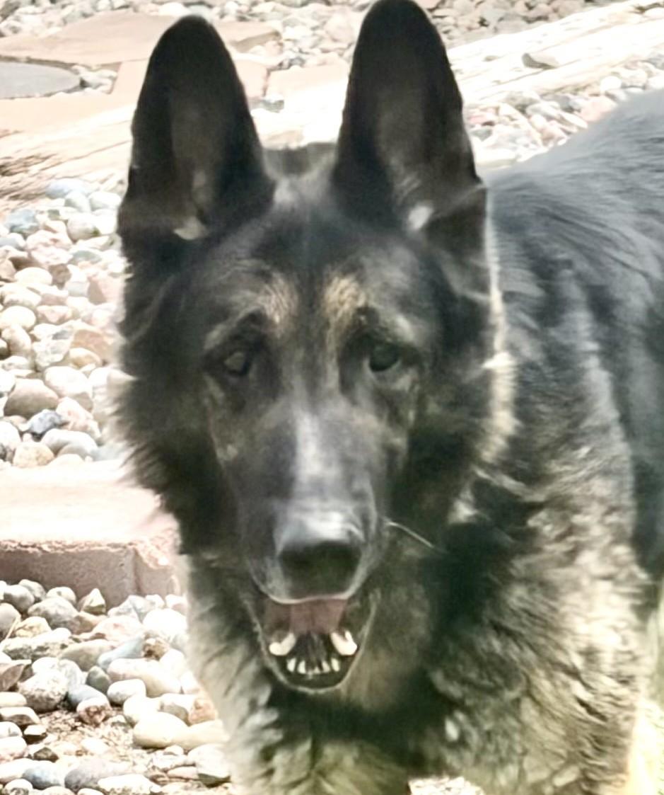 Sammy, ADOPTABLE, Senior Male German Shepherd Dog.