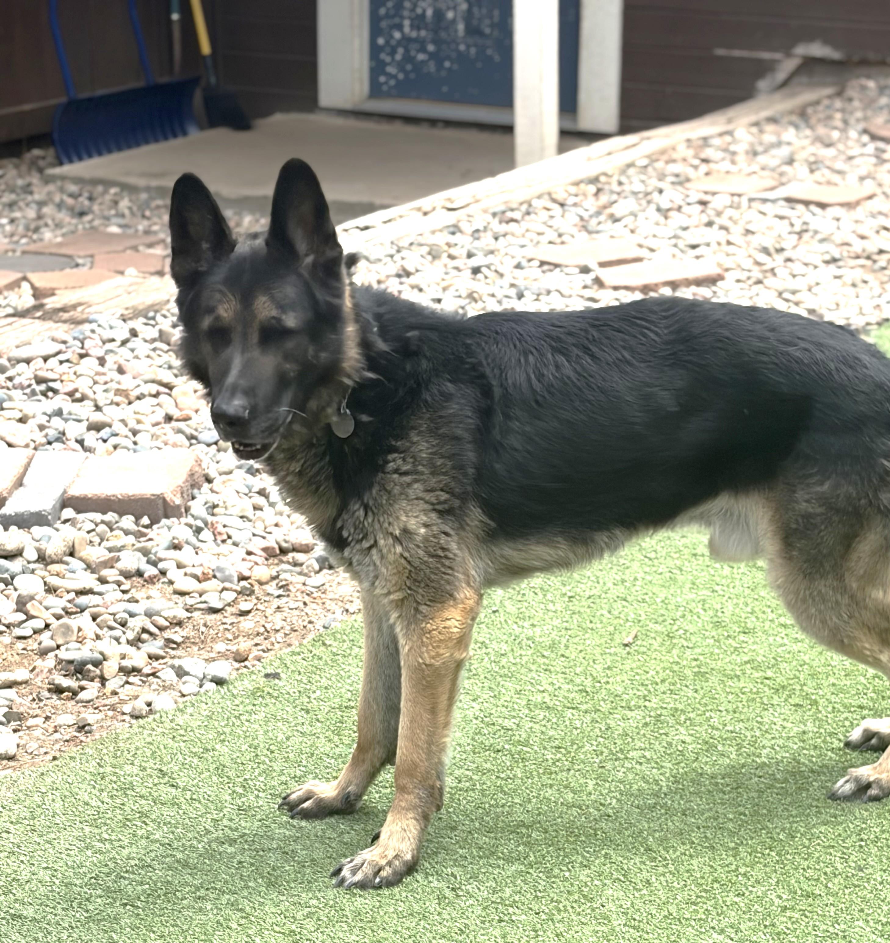 Enlarge Sammy, a ADOPTABLE German Shepherd Dog in Littleton, CO image 2/5
