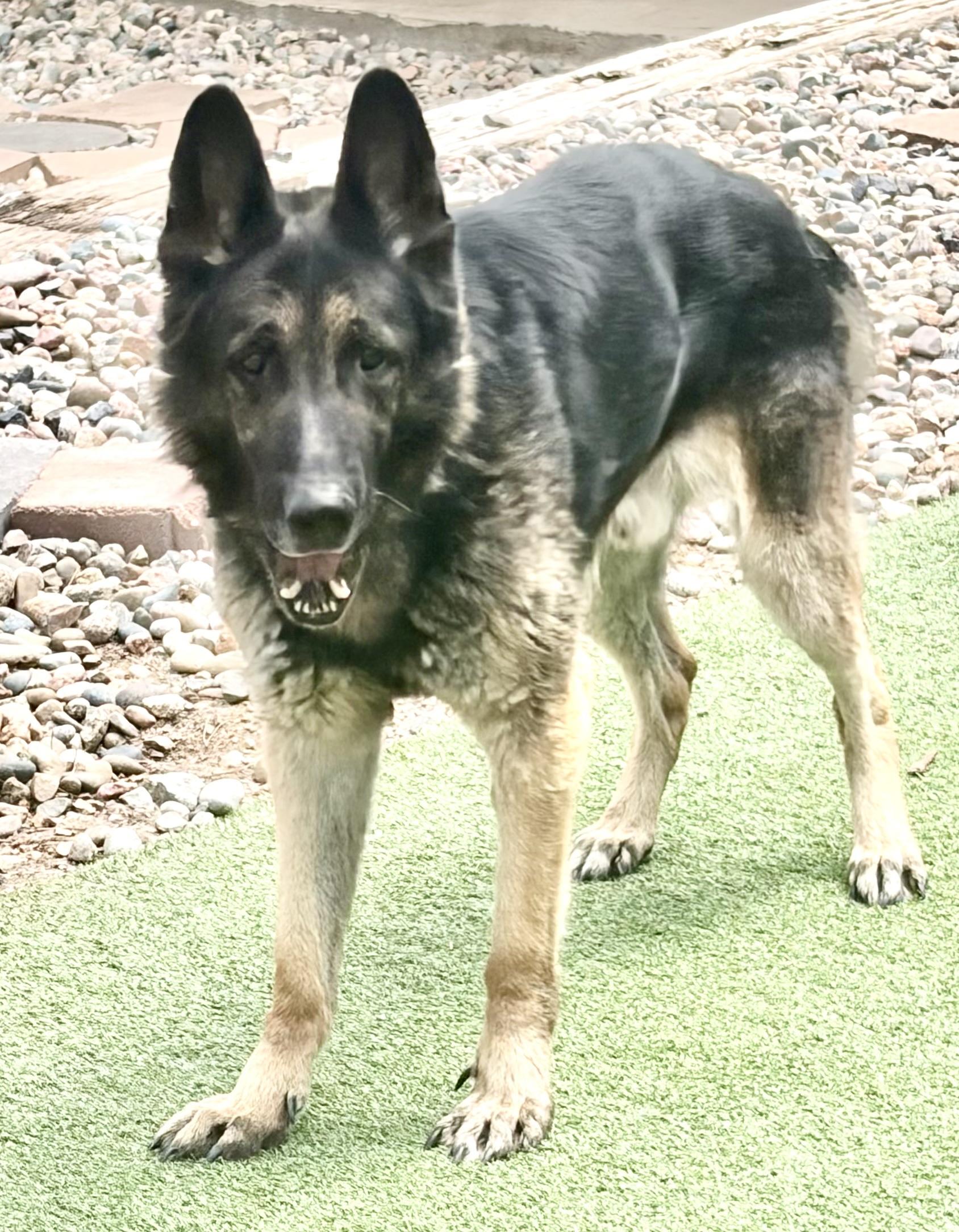 Enlarge Sammy, a ADOPTABLE German Shepherd Dog in Littleton, CO image 3/5