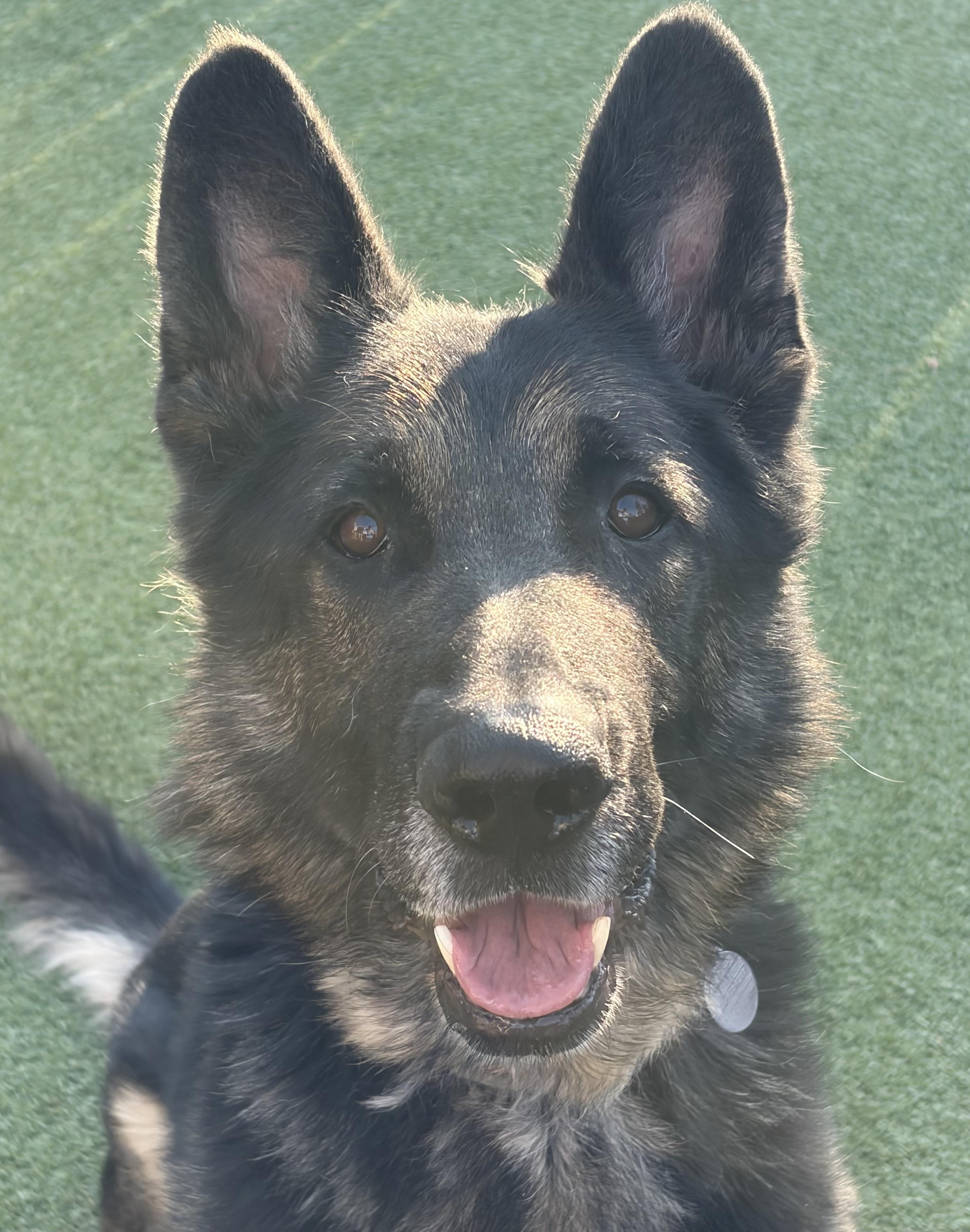 Enlarge Sammy, a ADOPTABLE German Shepherd Dog in Littleton, CO image 5/5