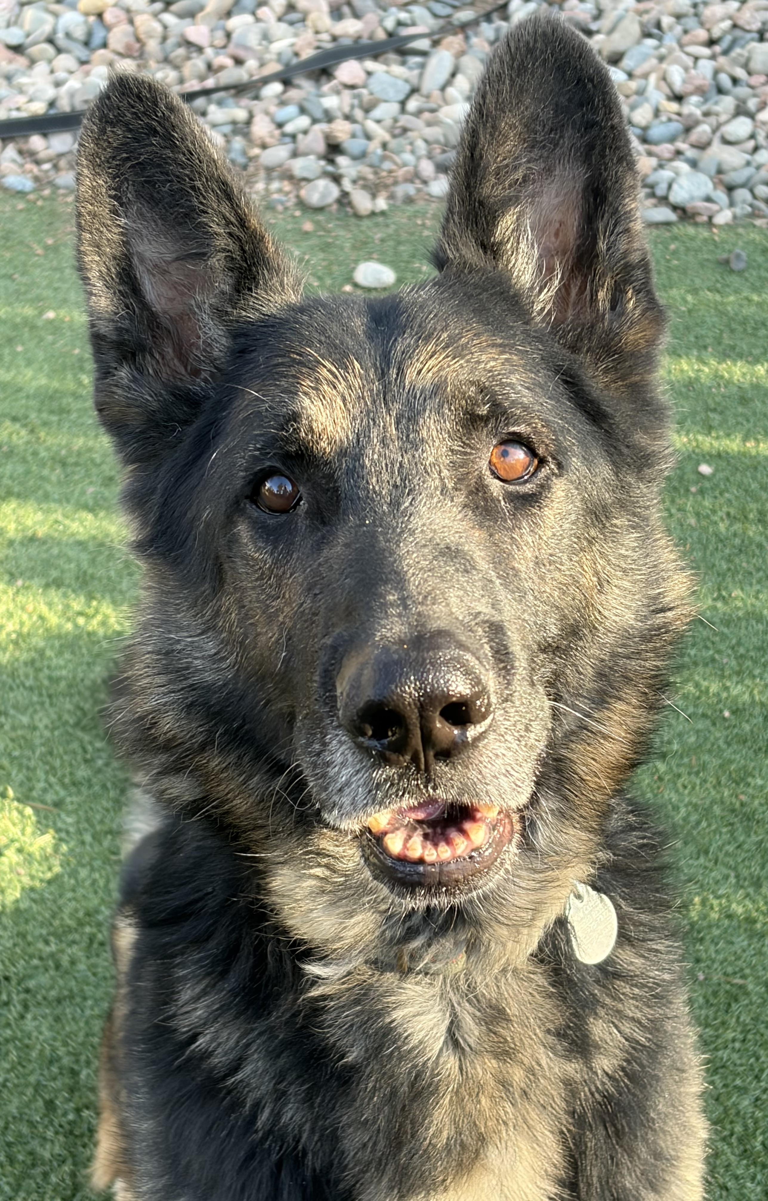 Enlarge Sammy, a ADOPTABLE German Shepherd Dog in Littleton, CO image 1/5
