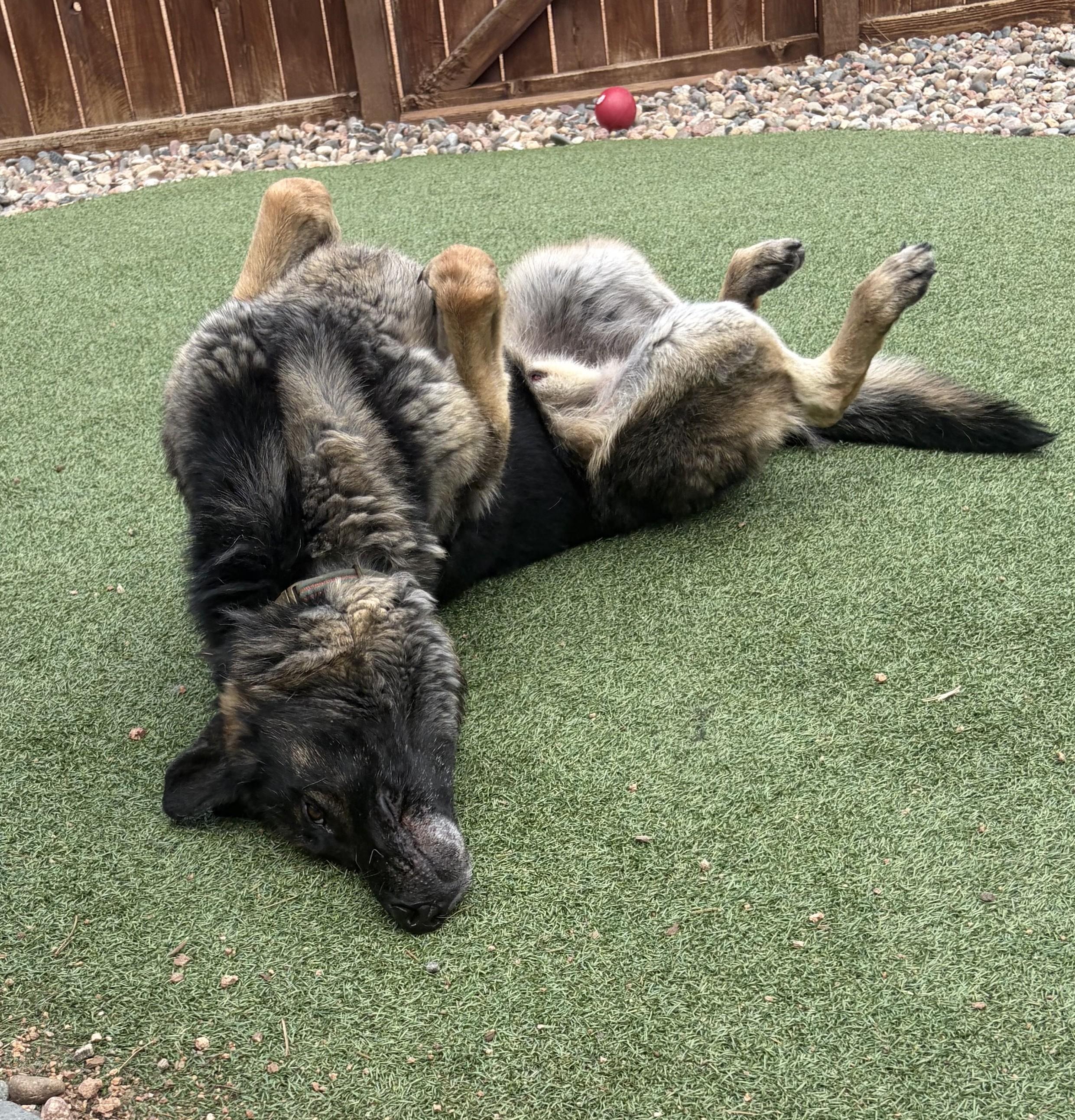 Enlarge Sammy, a ADOPTABLE German Shepherd Dog in Littleton, CO image 4/5
