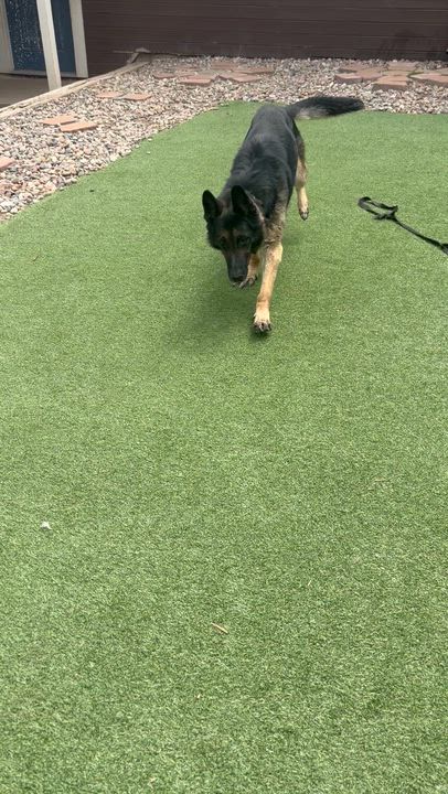 Enlarge Sammy, a ADOPTABLE German Shepherd Dog in Littleton, CO video 5/5