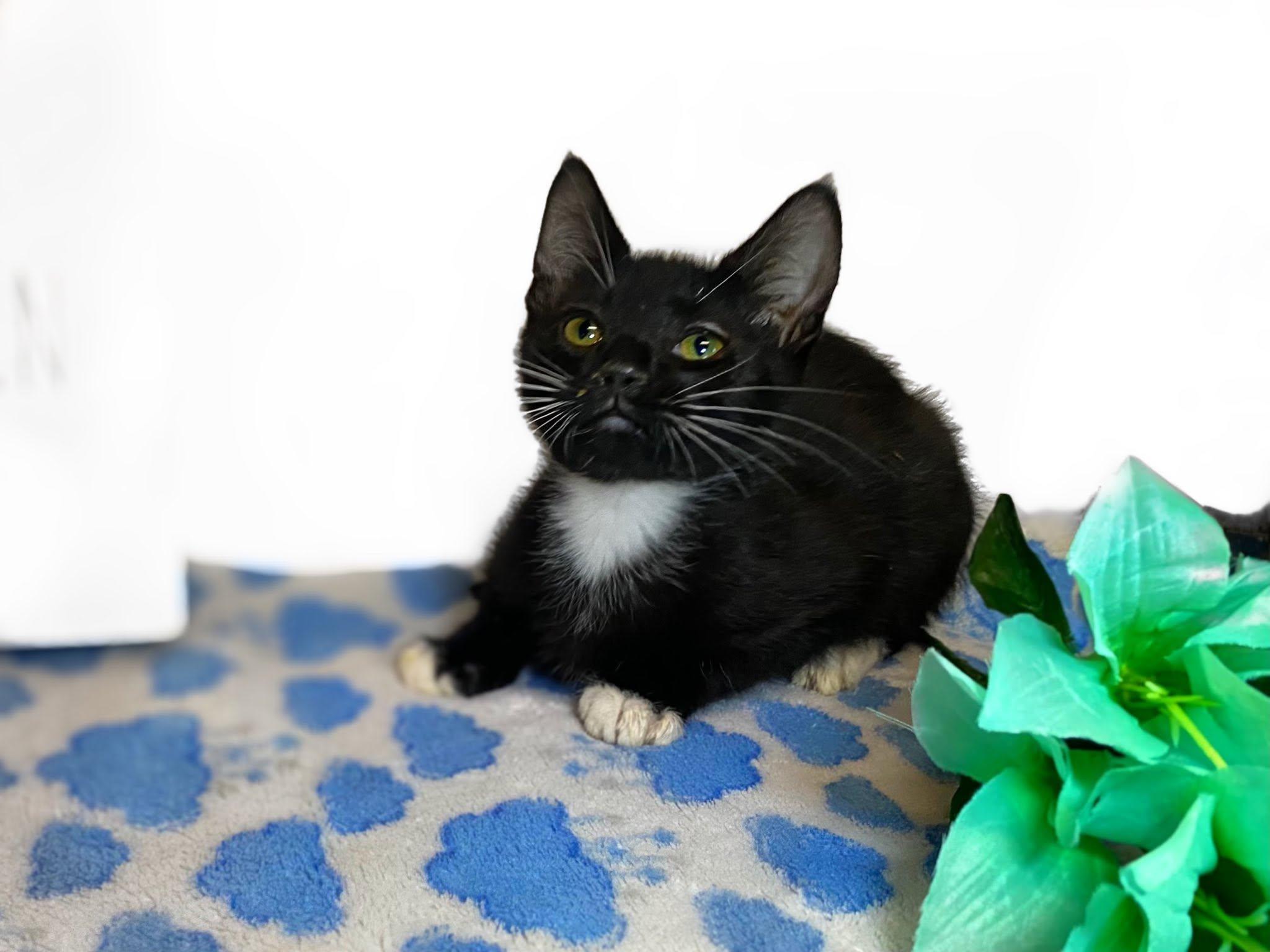 FELIX, a Adoptable Domestic Short Hair in Graham, WA image 3/6