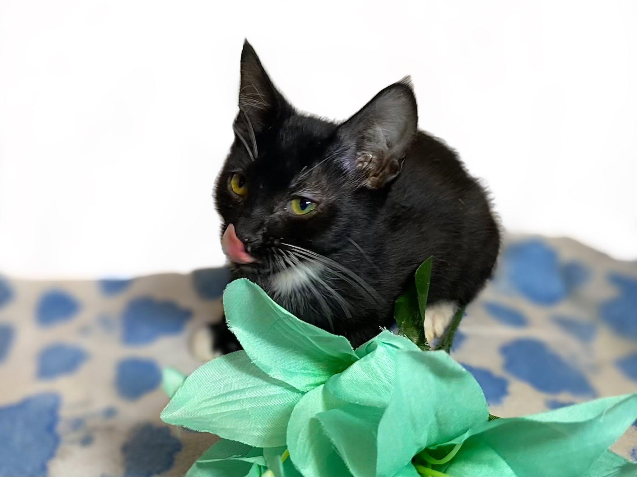 FELIX, a Adoptable Domestic Short Hair in Graham, WA image 2/6
