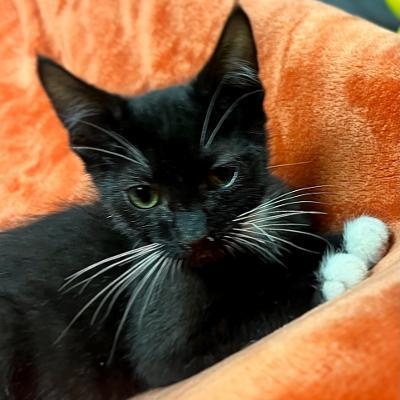 FELIX, a Adoptable Domestic Short Hair in Graham, WA image 6/6