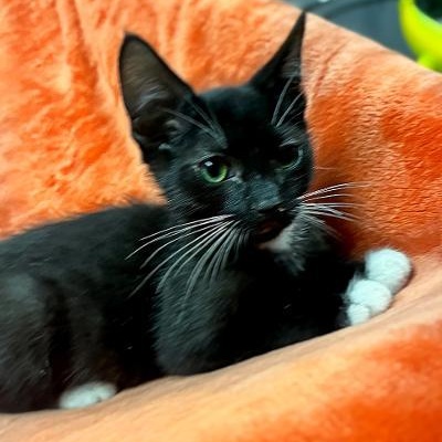 FELIX, a Adoptable Domestic Short Hair in Graham, WA image 4/6