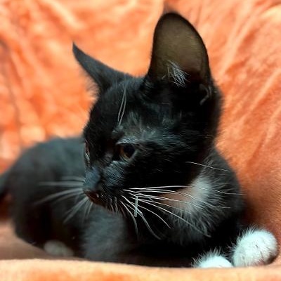 FELIX, a Adoptable Domestic Short Hair in Graham, WA image 5/6