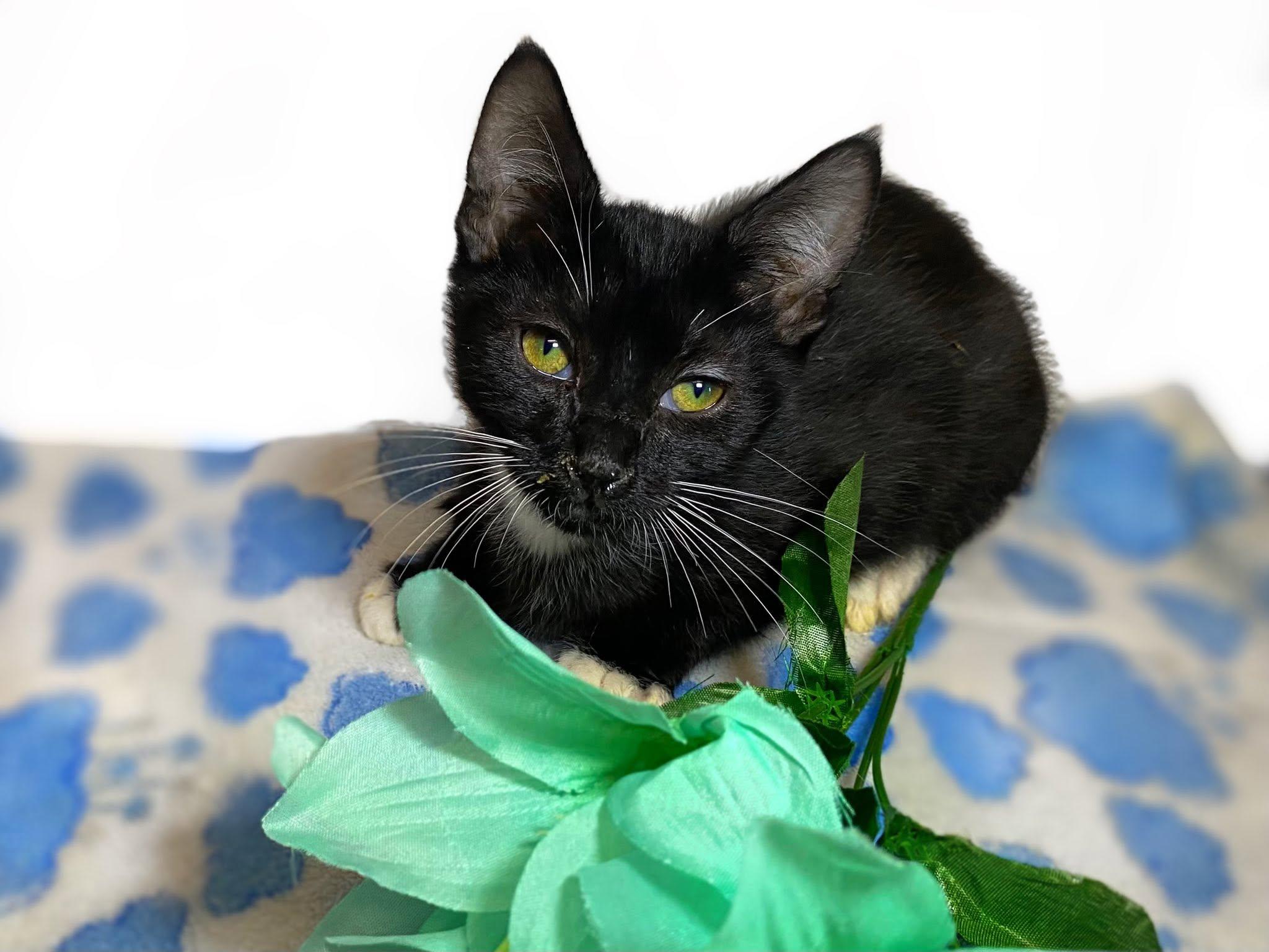 FELIX, Adoptable, Kitten Male Domestic Short Hair.