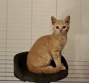 Abbott - ET, a Adoptable Domestic Short Hair in Greenville, SC image 1/3