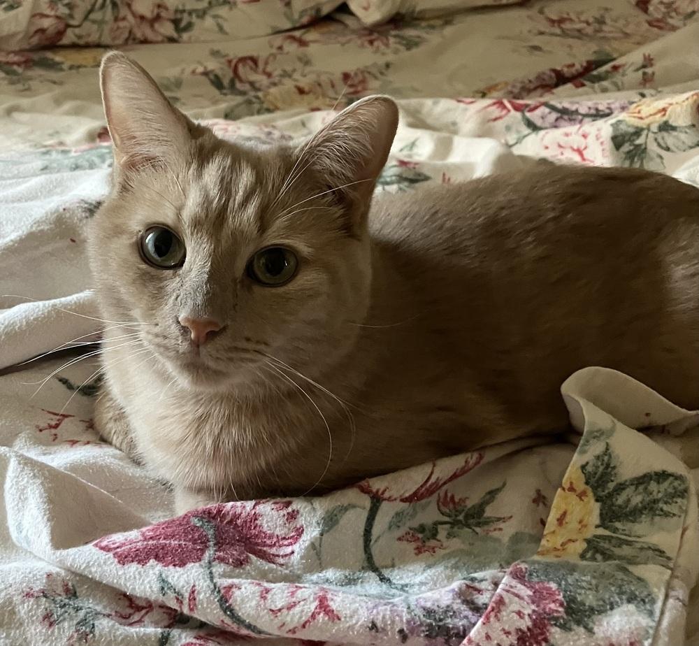 Abbott - ET, a Adoptable Domestic Short Hair in Greenville, SC image 2/3