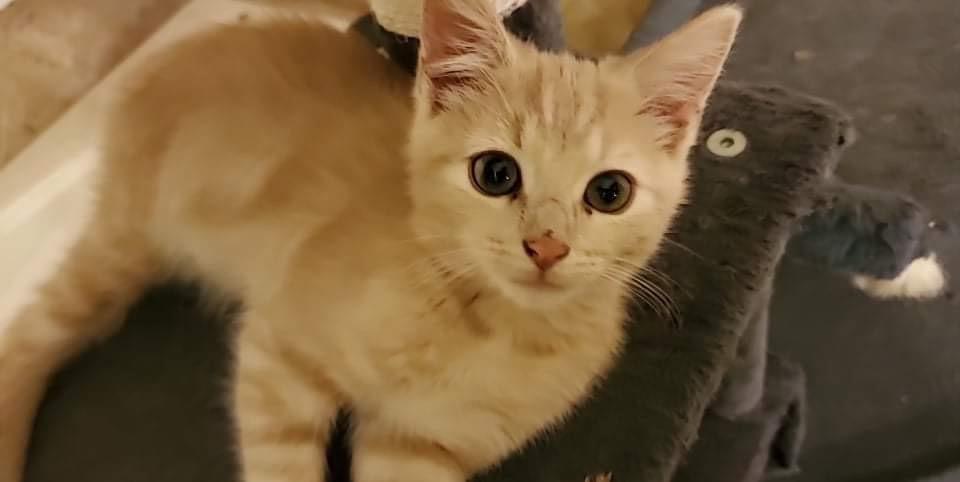 Abbott - ET, a Adoptable Domestic Short Hair in Greenville, SC image 3/3