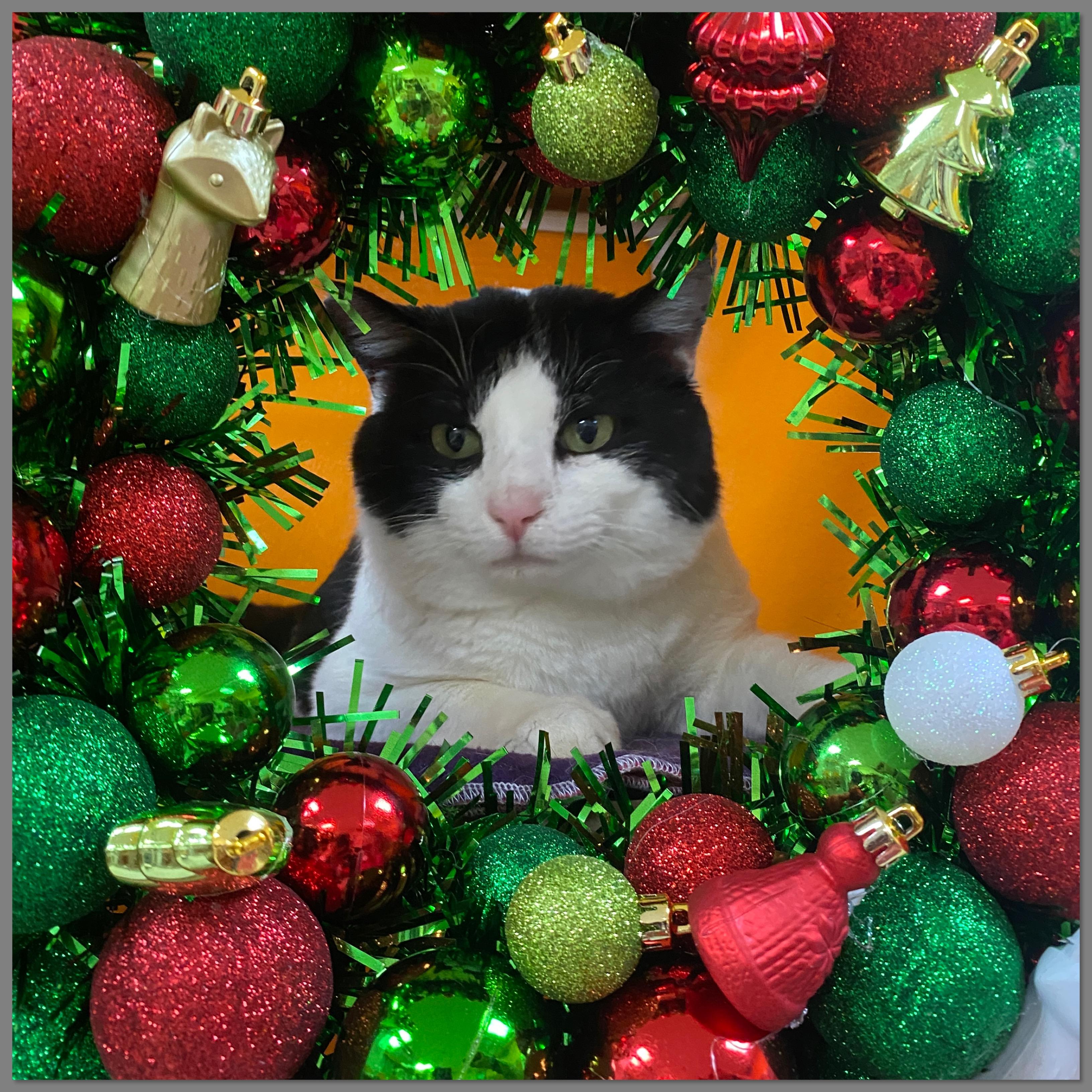 Francoise, a Adoptable Domestic Short Hair in Elyria, OH image 1/2