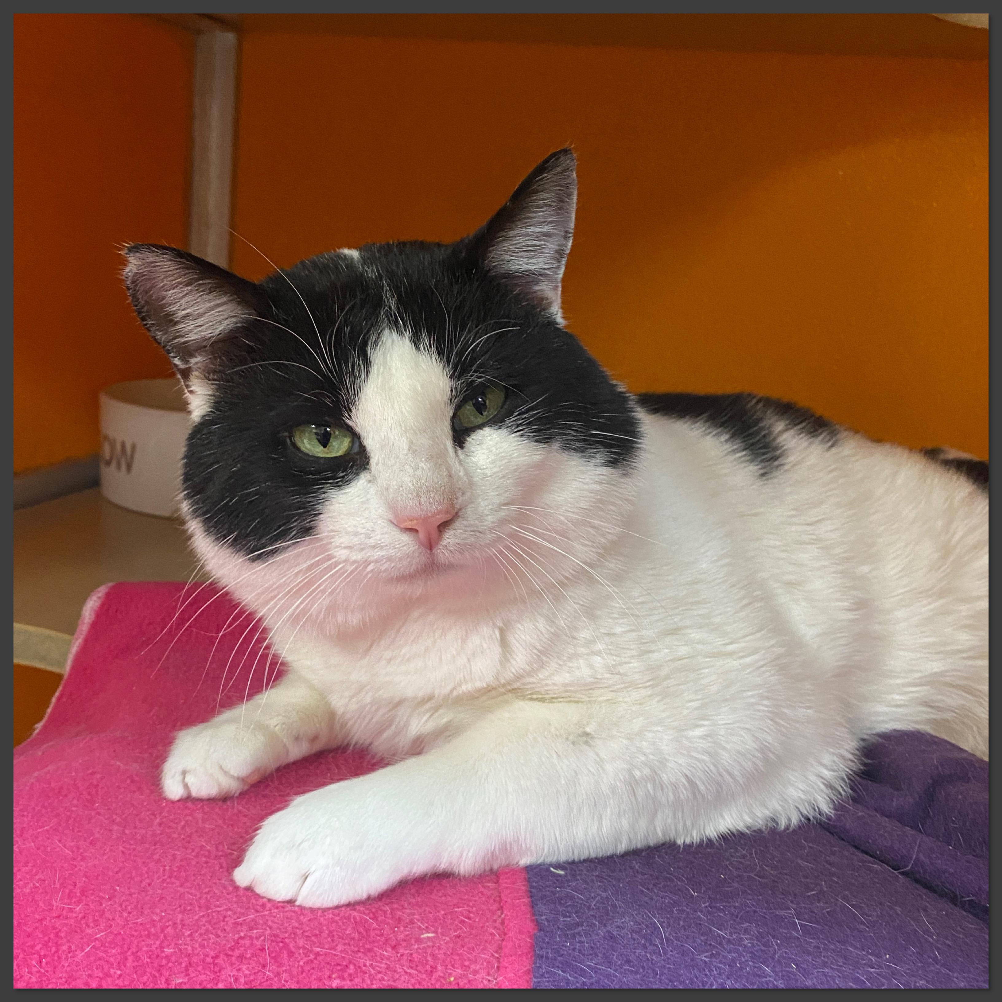 Francoise, a Adoptable Domestic Short Hair in Elyria, OH image 2/2