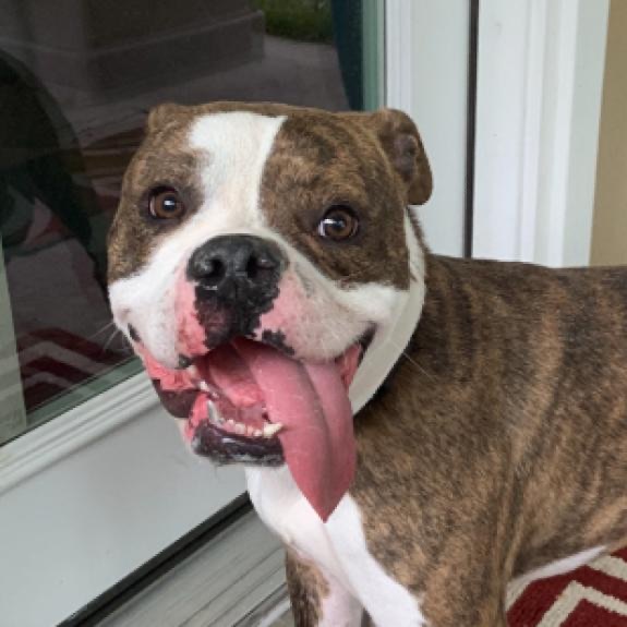 Leo, an adoptable Boxer in Tallahassee, FL, 32317 | Photo Image 2