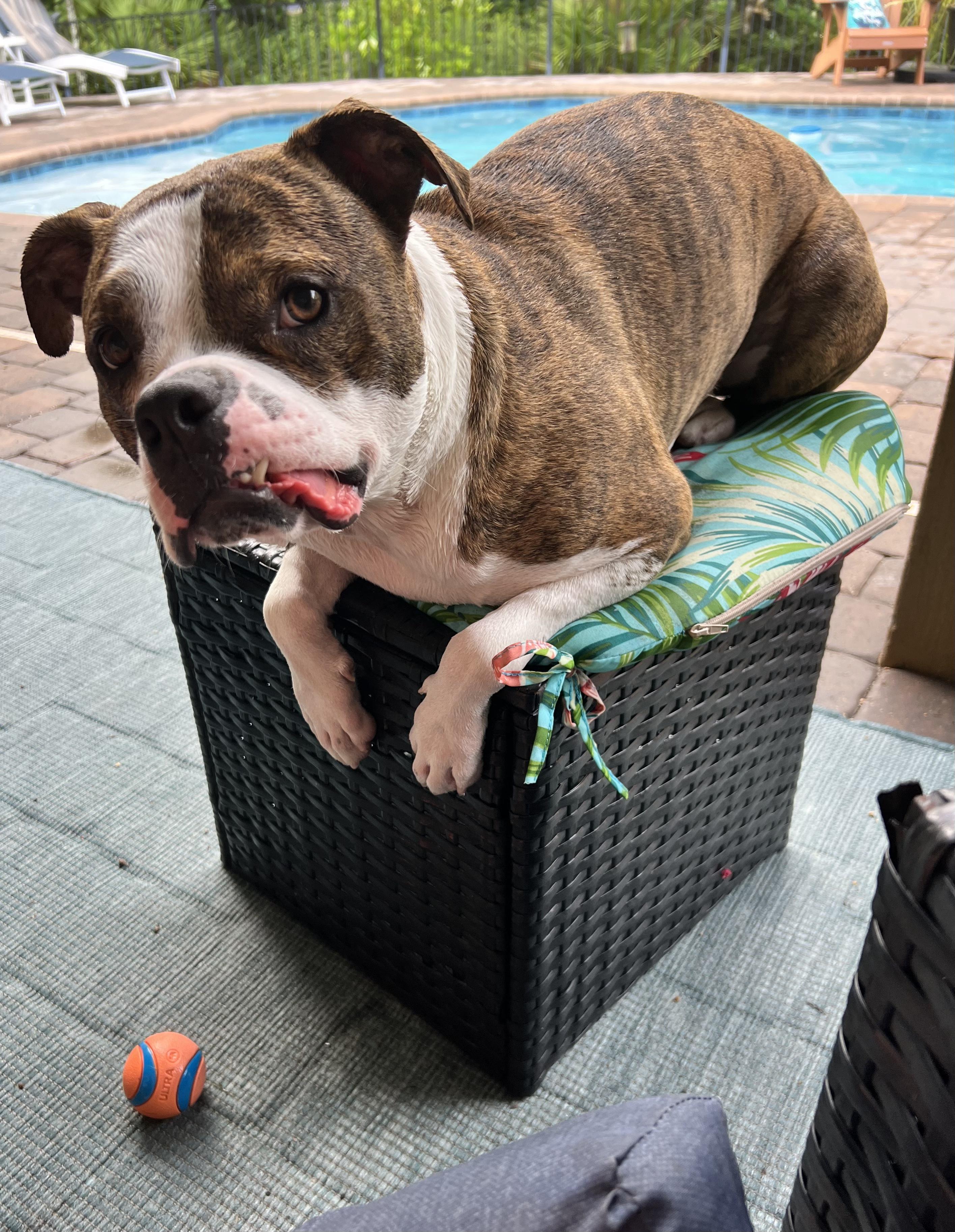 Leo, a Adoptable Boxer in Tallahassee, FL image 5/8