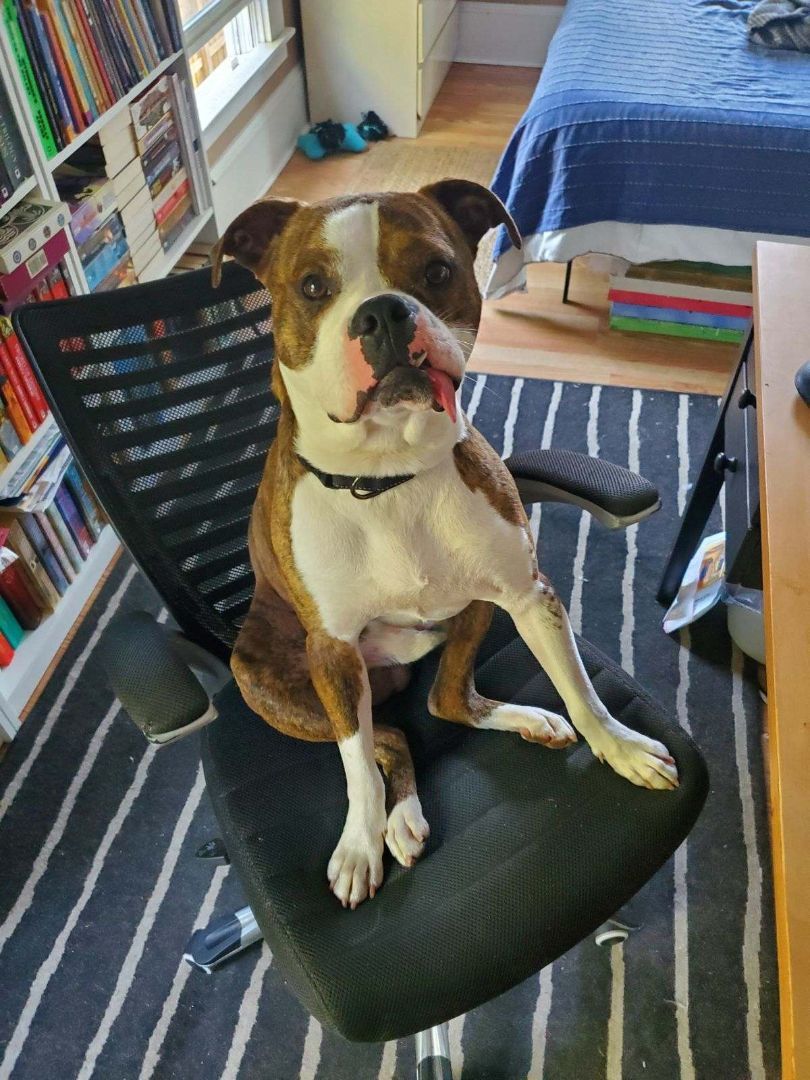 Leo, a Adoptable Boxer in Tallahassee, FL image 1/8