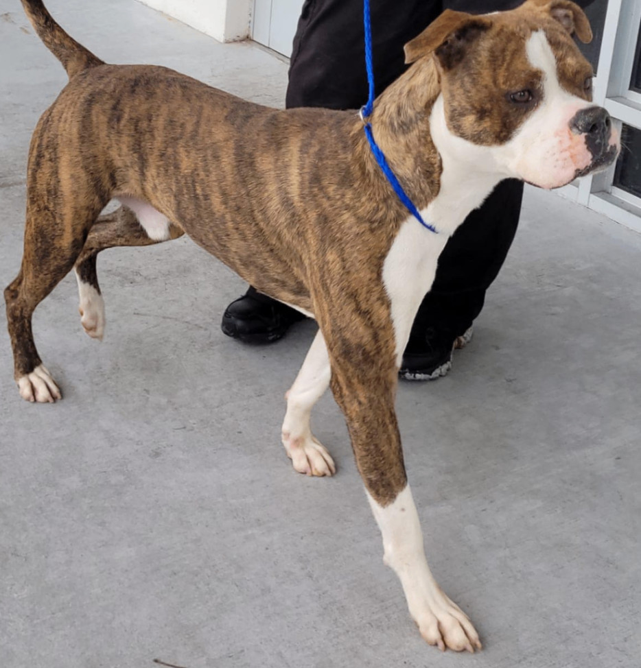 Leo, an adoptable Boxer in Tallahassee, FL, 32317 | Photo Image 4
