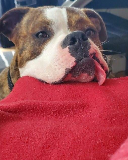 Enlarge Leo, a Adoptable Boxer in Tallahassee, FL image 7/8