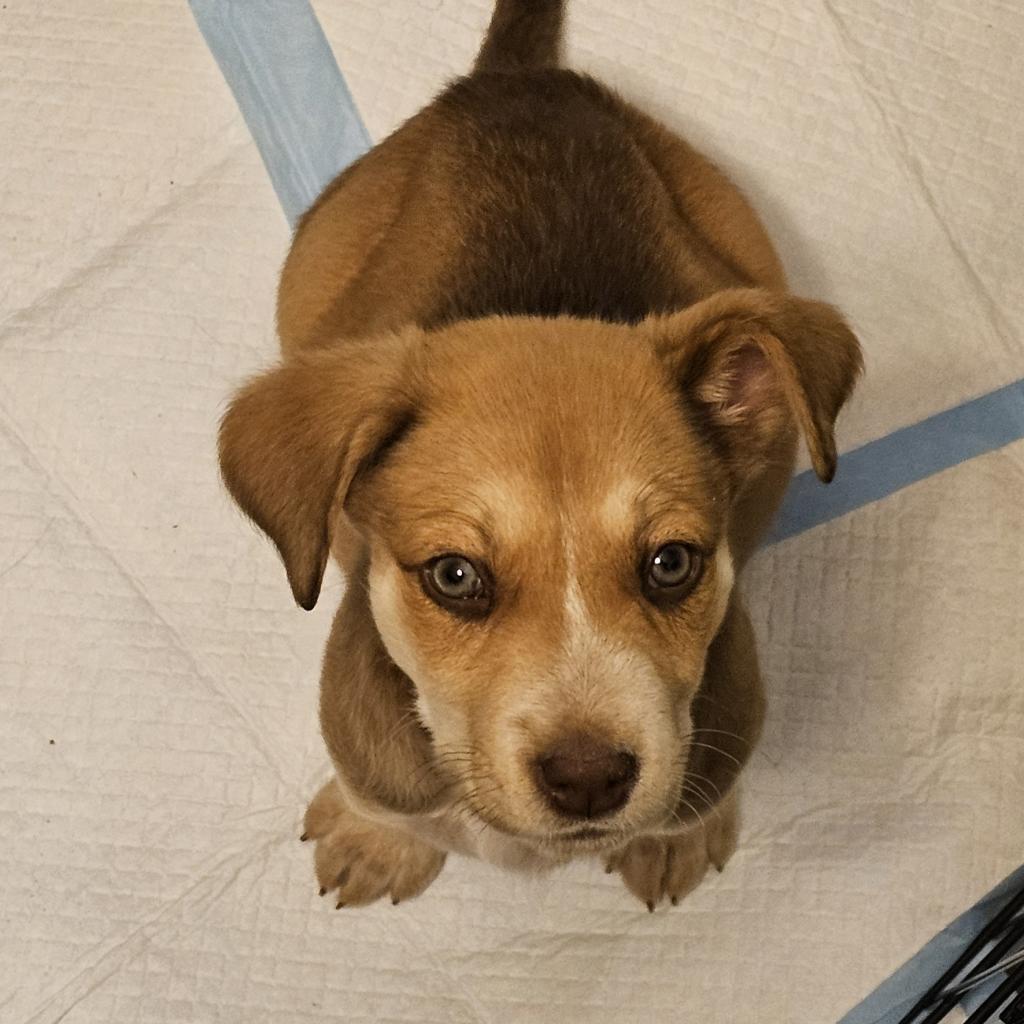 Enlarge Aphrodite, a Adoptable mixed breed in Phoenix, AZ image 2/4