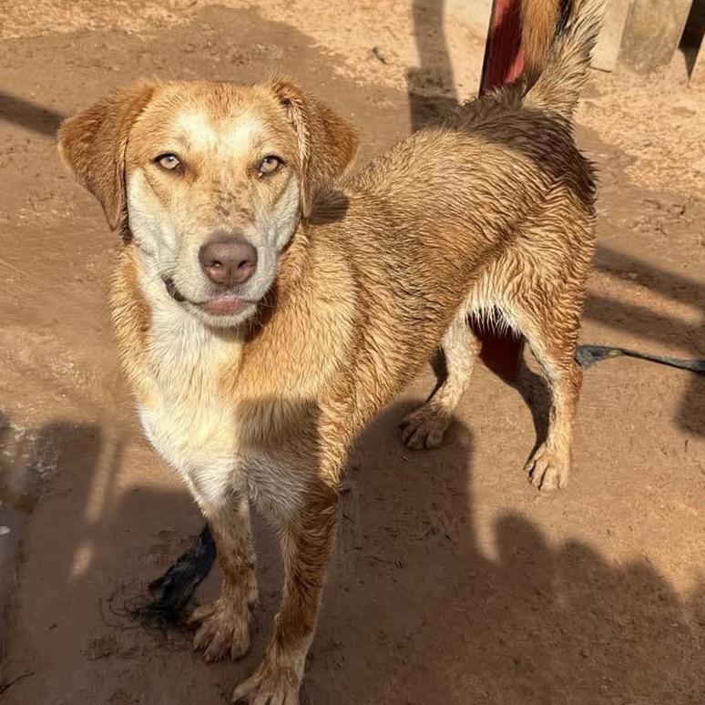 Enlarge Aphrodite, a Adoptable mixed breed in Phoenix, AZ image 3/4