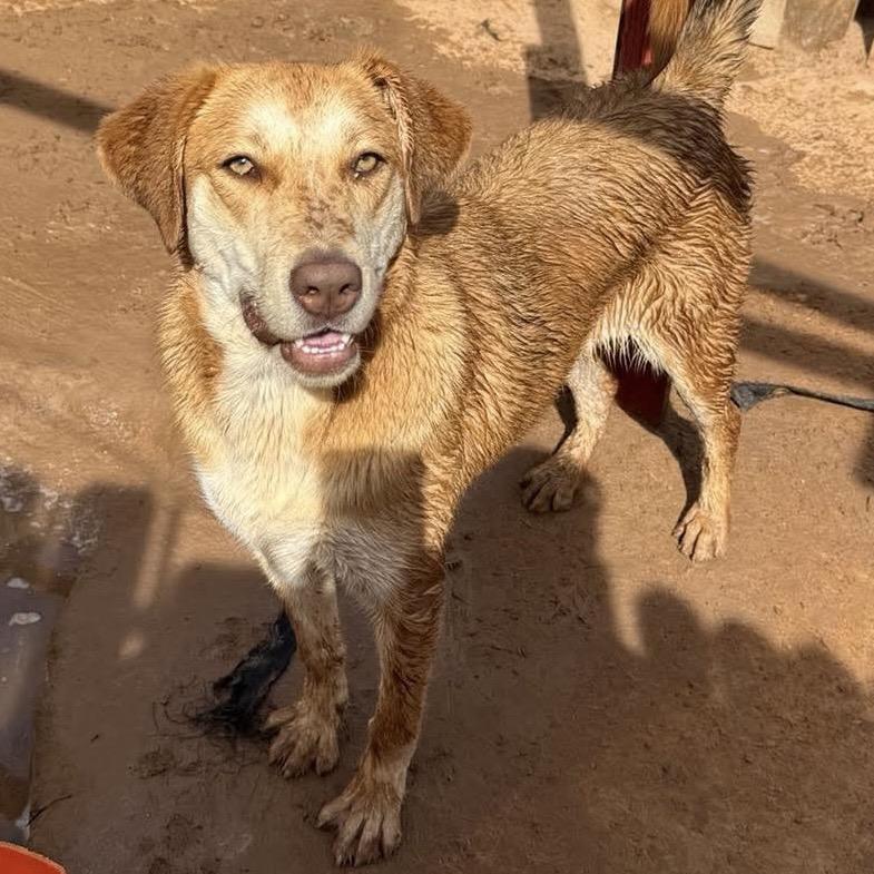Enlarge Aphrodite, a Adoptable mixed breed in Phoenix, AZ image 4/4
