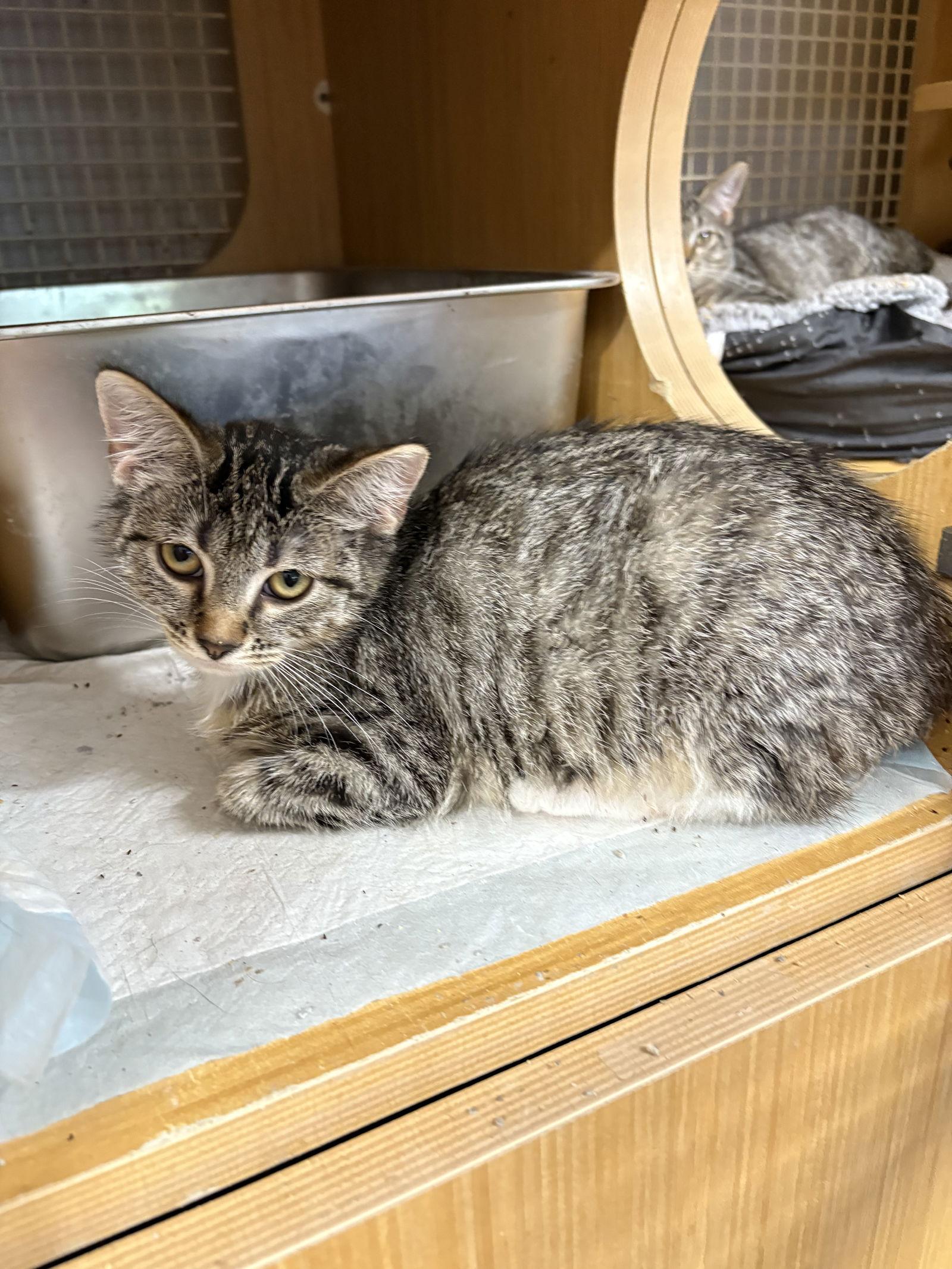 Enlarge Pixie, a Adopted Domestic Short Hair in White Bluff, TN image 1/1