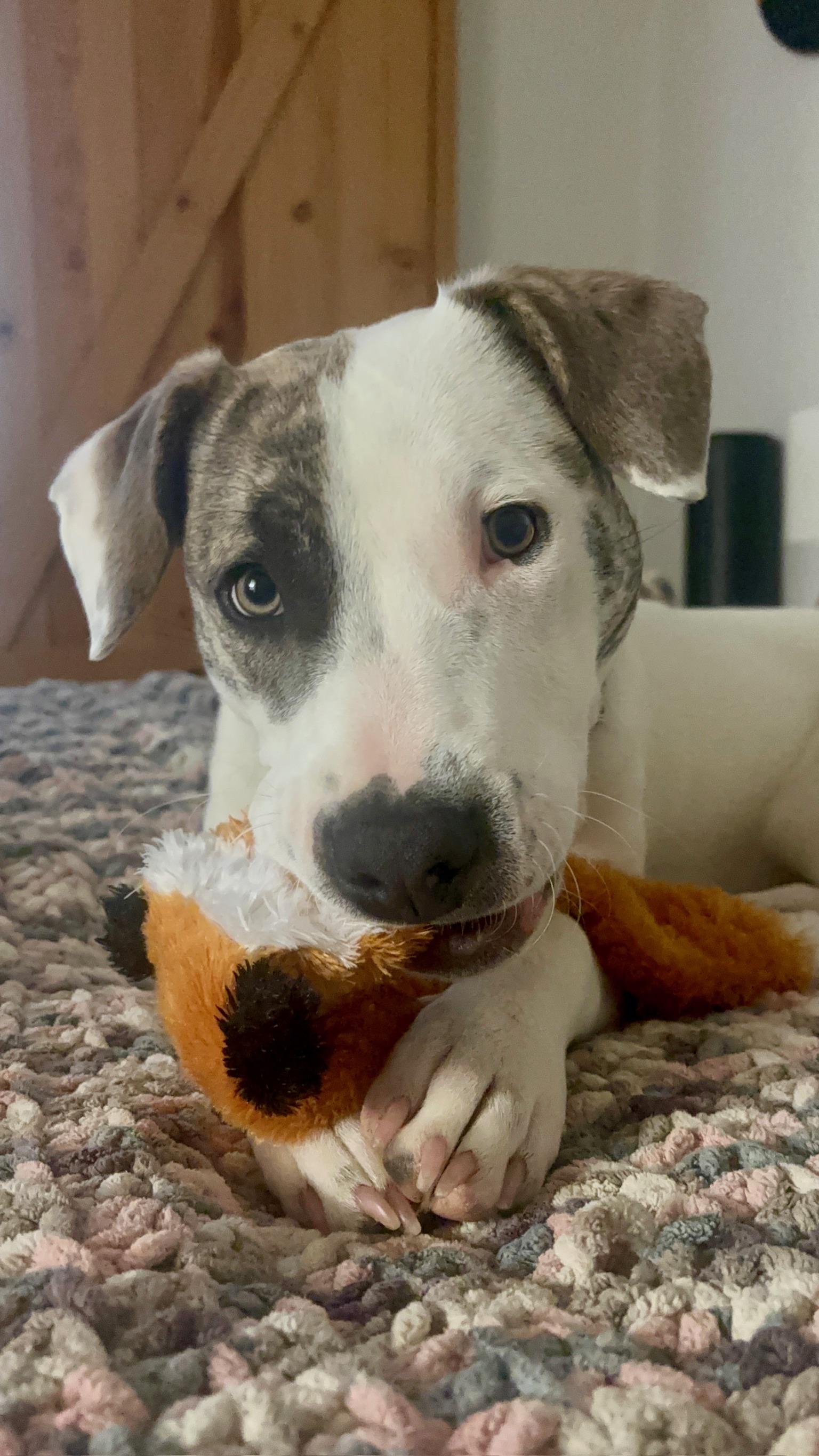 Enlarge Opal, a ADOPTABLE mixed breed in Citrus Heights, CA image 6/6