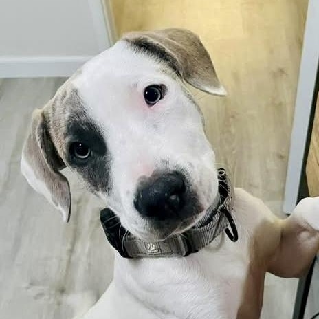 Enlarge Opal, a ADOPTABLE mixed breed in Citrus Heights, CA image 3/6