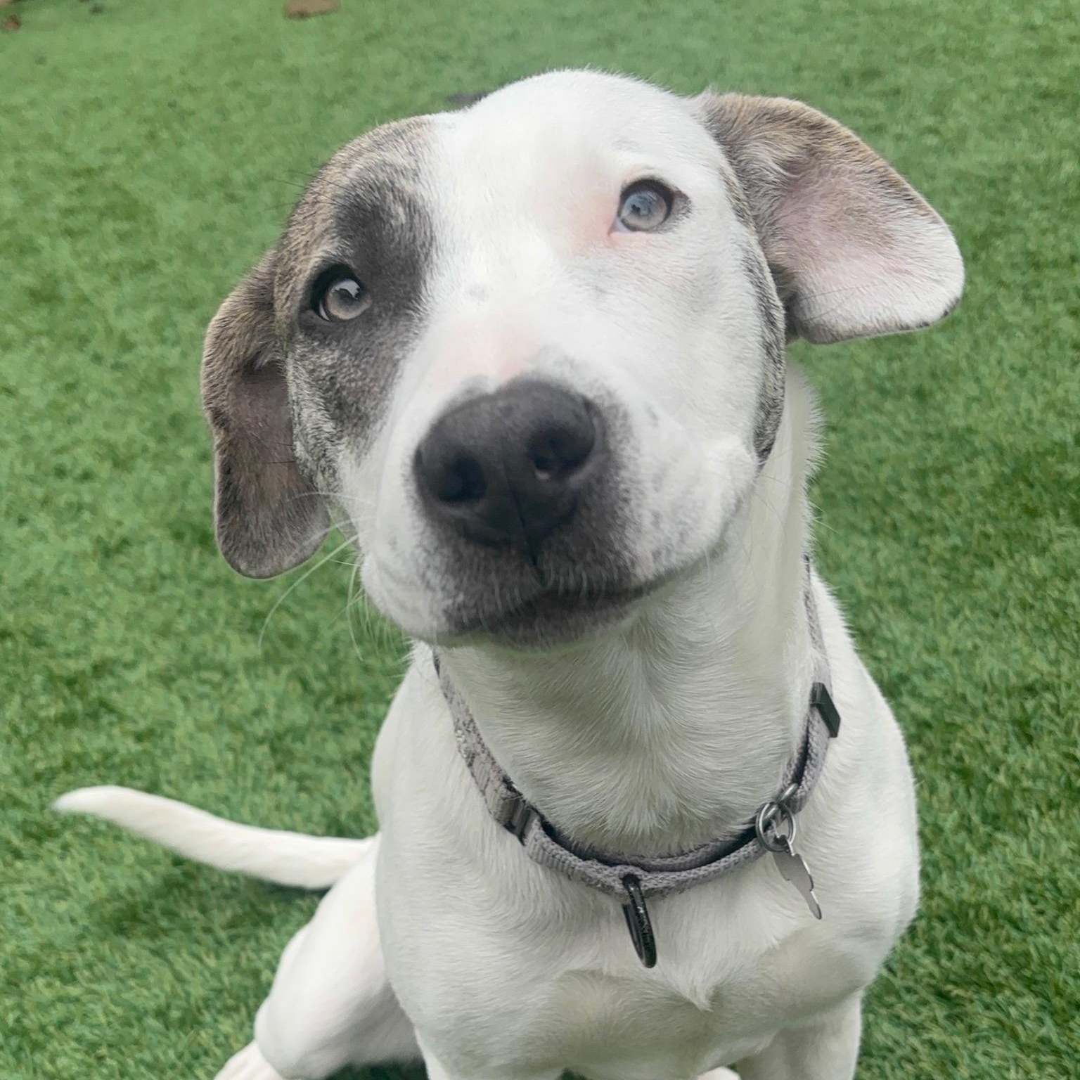 Enlarge Opal, a ADOPTABLE mixed breed in Citrus Heights, CA image 1/6