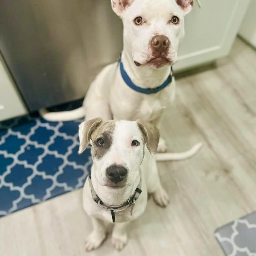 Enlarge Opal, a ADOPTABLE mixed breed in Citrus Heights, CA image 2/6