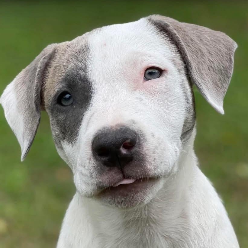 Enlarge Opal, a ADOPTABLE mixed breed in Citrus Heights, CA image 1/6