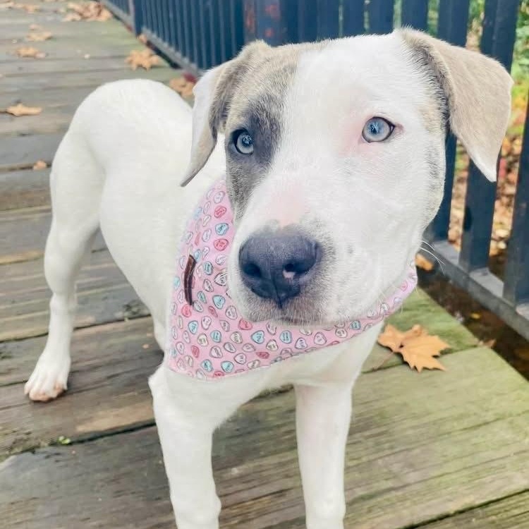 Enlarge Opal, a ADOPTABLE mixed breed in Citrus Heights, CA image 5/6