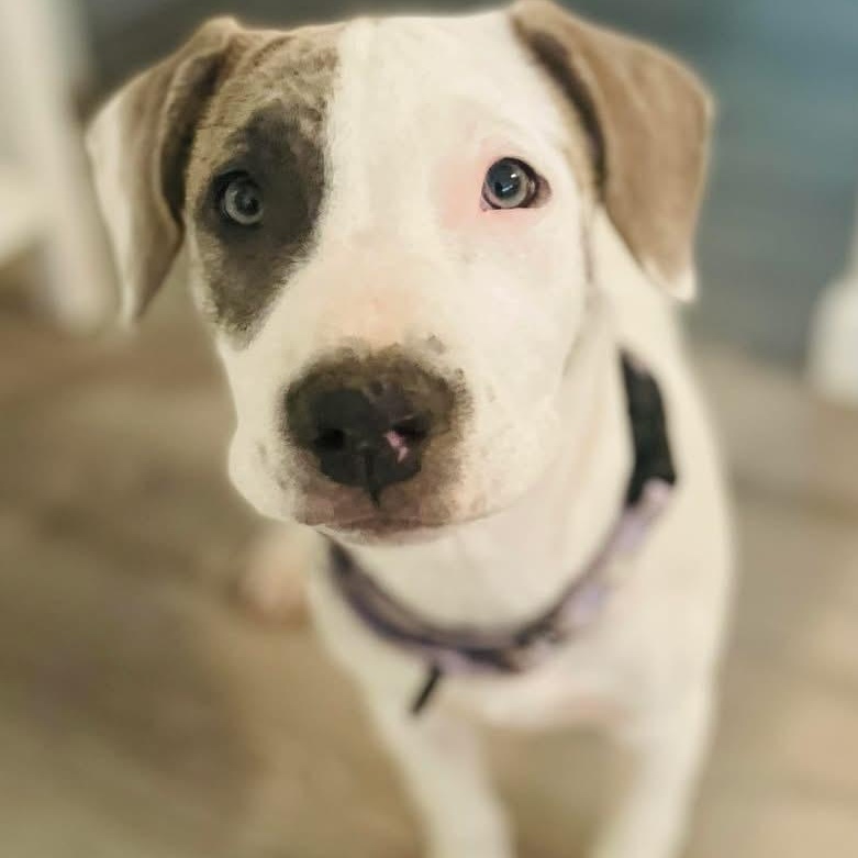 Enlarge Opal, a ADOPTABLE mixed breed in Citrus Heights, CA image 4/6