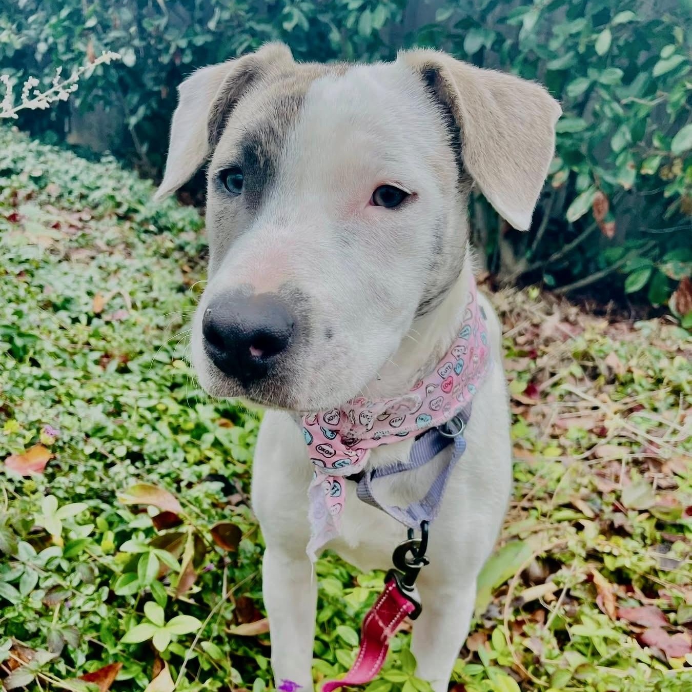 Enlarge Opal, a ADOPTABLE mixed breed in Citrus Heights, CA image 6/6