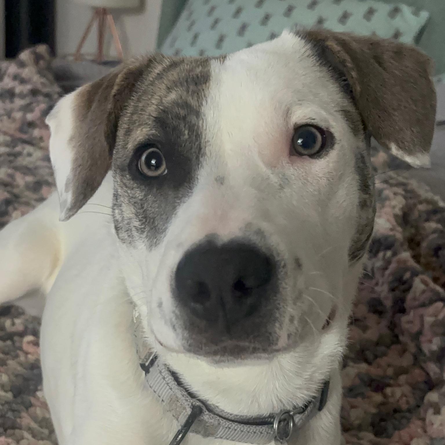 Enlarge Opal, a ADOPTABLE mixed breed in Citrus Heights, CA image 5/6