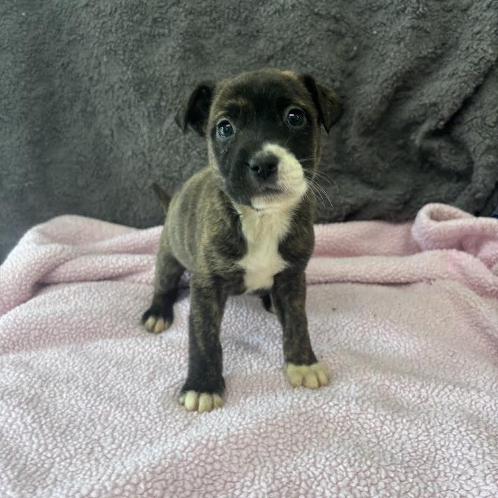 Ghosted, Adoptable, Puppy Female Labrador Retriever & Mixed Breed.