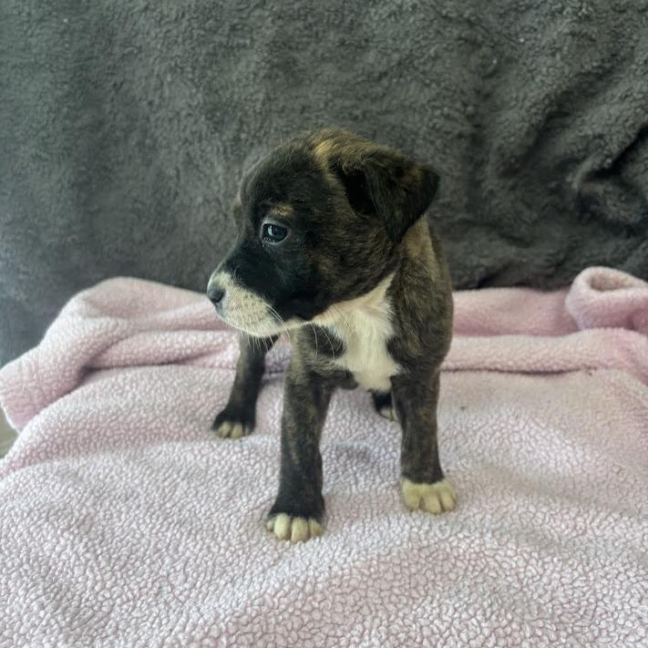 Ghosted, a Adoptable mixed breed in North Charleston, SC image 2/5