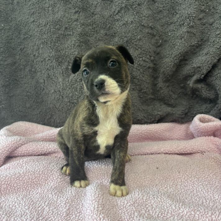Ghosted, a Adoptable mixed breed in North Charleston, SC image 3/5
